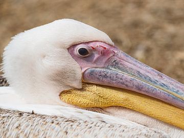 Pink Pelican : Ouwehands Dierenpark by Loek Lobel