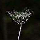 L'art de la nature par Karin Bakker Fotografie Aperçu
