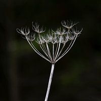 Nature's Art