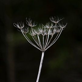 Nature's Art by Karin Bakker Fotografie