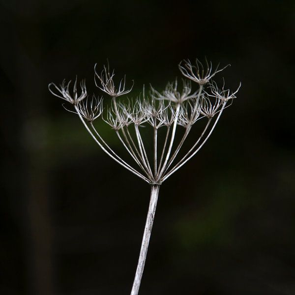 L'art de la nature par Karin Bakker Fotografie
