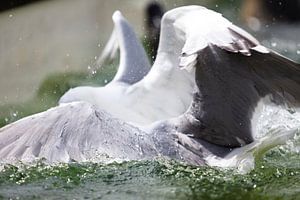 Fish fight - 2