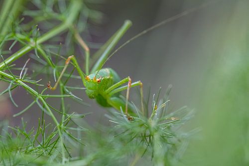 Groene sprinkhaan