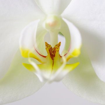 Witte Orchidee Close Up 2