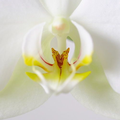Weiße Orchidee Nahaufnahme 2