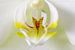Witte Orchidee Close Up 2 van Wiljo van Essen