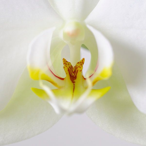 Witte Orchidee Close Up 2 van Wiljo van Essen