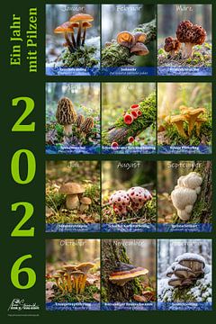 Kalender Pilze 2026 deutsche Version von Max Steinwald