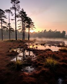 Herbstmorgen in der Lüneburger Heide