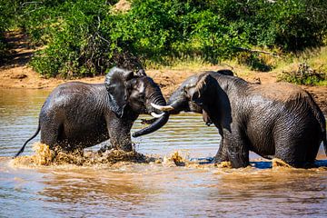 Twee olifanten stoeien in het water van Simone Janssen