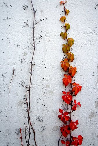 virginia creeper