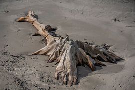 Bog wood van Bo Scheeringa Photography