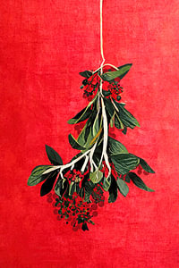 Mistletoe