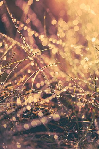 Reflecterend zomers ochtend dauw