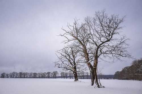 Winterbomen in het veld