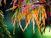 Herfstcarnaval - prachtig gekleurd blad par Daylightly Aperçu