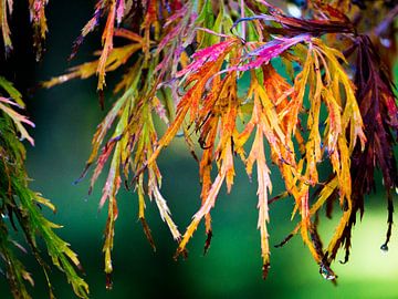 Herfstcarnaval - prachtig gekleurd blad