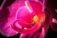 Orchidée en gros plan