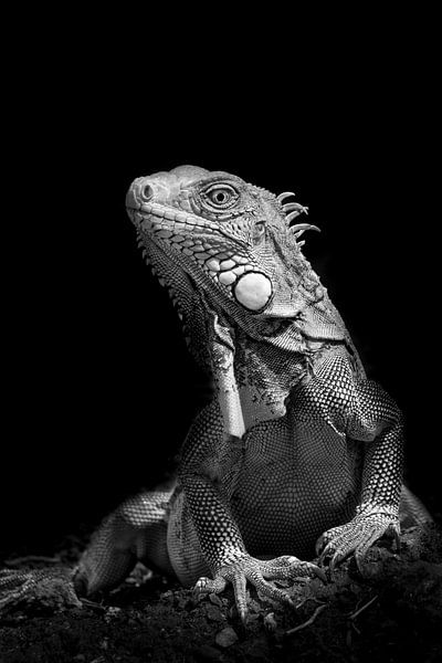 Iguana Of Bonaire by Aukelien Philips