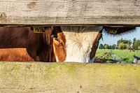 Vache, Zoetermeer, Rose
