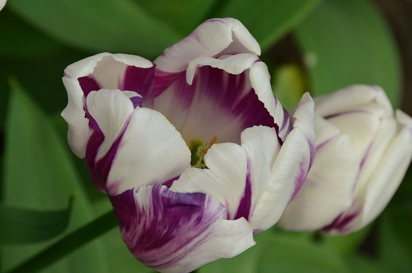 Ontwakende Tulp in het wit en Paars par Marcel van Duinen