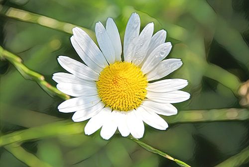 Een bloem van de kamille met ochtenddauw op de blaadjes.