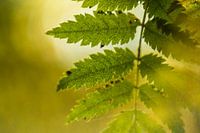 Close up getande bladeren