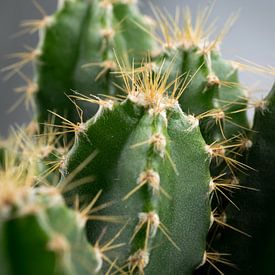 Les Cactus sur Kimberly Zanting