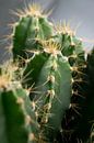 Cactus van Kimberly Zanting thumbnail