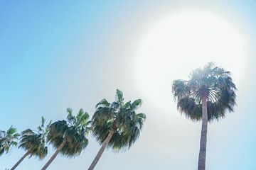 Palmbomen onder de Spaanse zon van Cynthia Rijnsburger Fotografie