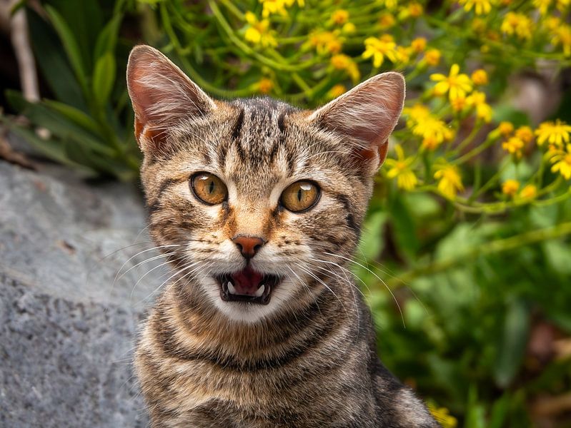 Schattige kitten van Sjoukje Bouman | Photography & Art Studio