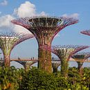 Supertrees, Gardens by the Bay, Singapur von Markus Lange Miniaturansicht