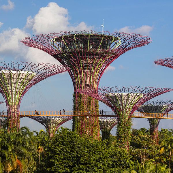 Supertrees, Gardens by the Bay, Singapour par Markus Lange