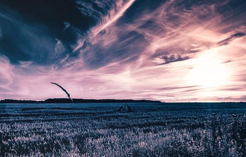 De Weg van de Gladiator - Zomer, Zon, Verlangen