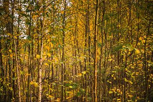 La forêt automnale colorée