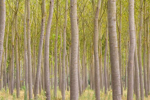 Populieren in Toscane