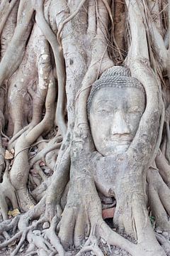 Circle of Life 2 - Buddha tree Thailand by Tessa Jol Photography