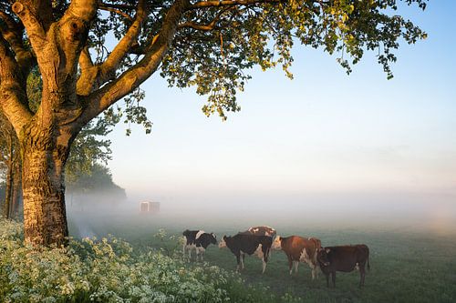 Ochtend in Noord Holland