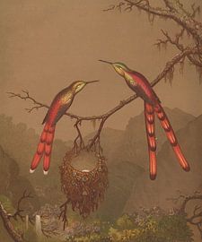 Brazilian Hummingbirds I, Martin Johnson Heade