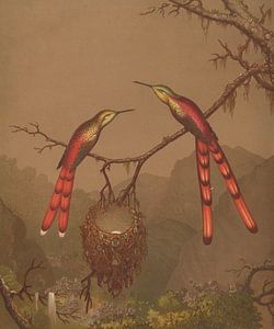 Braziliaanse kolibries I, Martin Johnson Heade...