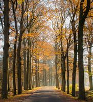 laan in herfstbos