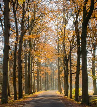 laan in herfstbos van Marianne Rouwendal