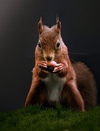 Squirrel against a dark background by Wouter van Twillert