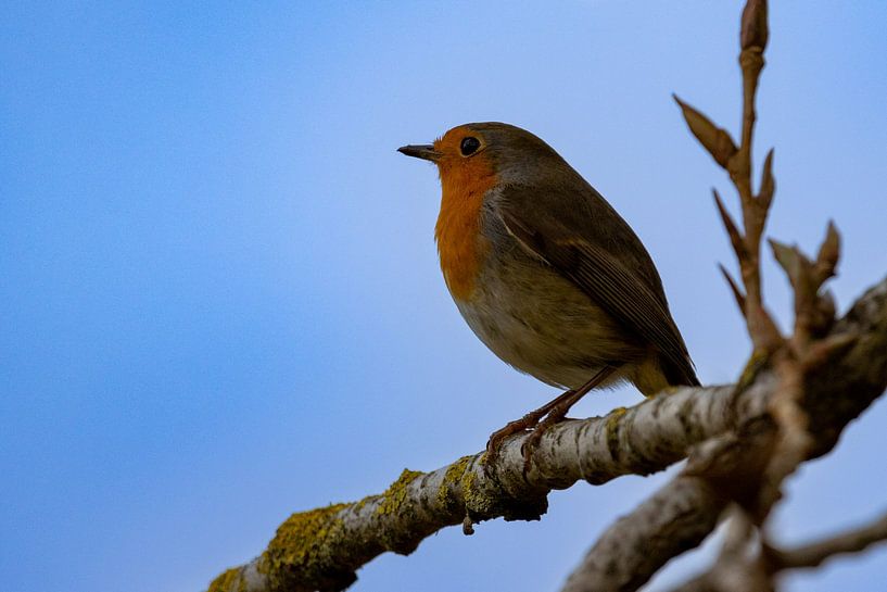 Robins by Jack Van de Vin