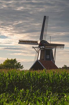 Molen Bataaf in Winterswijk in de late middag zon achter een maisveld met een bewolkte lucht van Tonko Oosterink