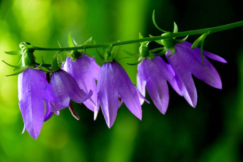 Bellflowers in the garden by Claude Laprise
