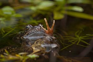 Trois ! (3) Grenouille d'accouplement levant 3 doigts sur Birgitte Bergman