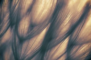 Untitled, keren or by 1x