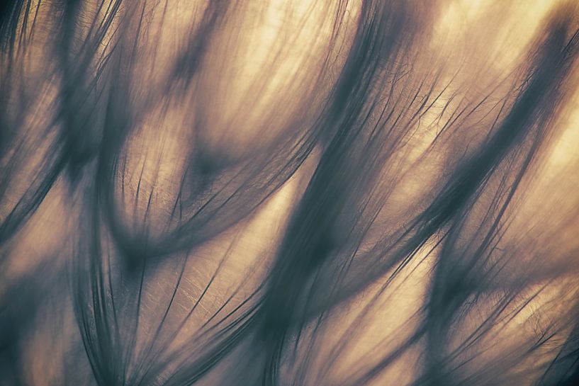 Untitled, keren or by 1x