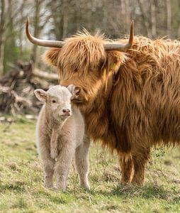 Liebe zu einem schottischen Highlander mit einem blonden Kalb